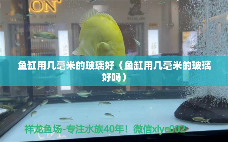 魚缸用幾毫米的玻璃好（魚缸用幾毫米的玻璃好嗎） 祥龍水族醫(yī)院