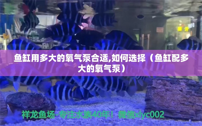 魚缸用多大的氧氣泵合適,如何選擇（魚缸配多大的氧氣泵）