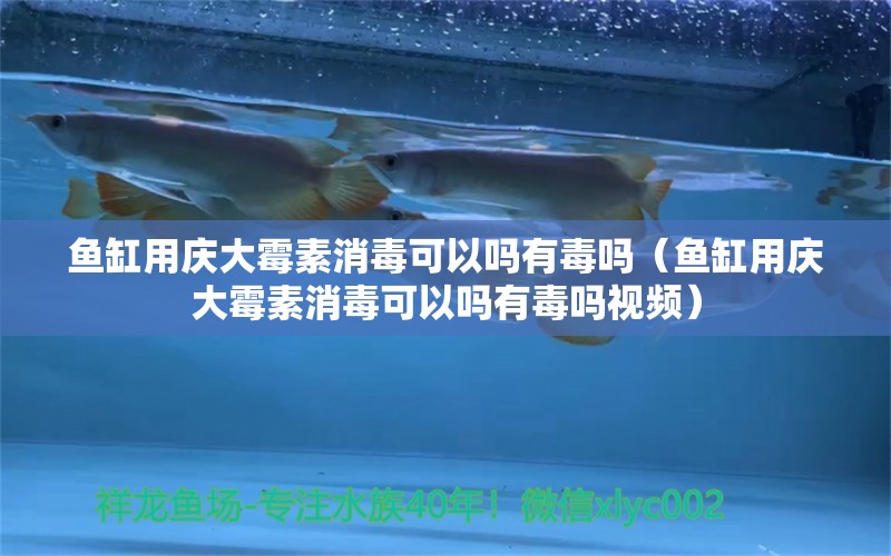 魚缸用慶大霉素消毒可以嗎有毒嗎（魚缸用慶大霉素消毒可以嗎有毒嗎視頻）