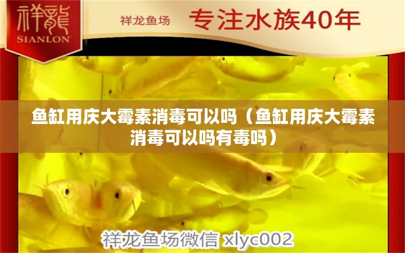 魚缸用慶大霉素消毒可以嗎（魚缸用慶大霉素消毒可以嗎有毒嗎）