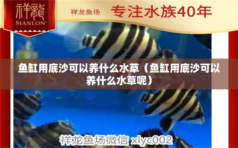 魚缸用底沙可以養(yǎng)什么水草（魚缸用底沙可以養(yǎng)什么水草呢） 水草