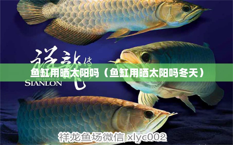 魚缸用曬太陽嗎（魚缸用曬太陽嗎冬天）