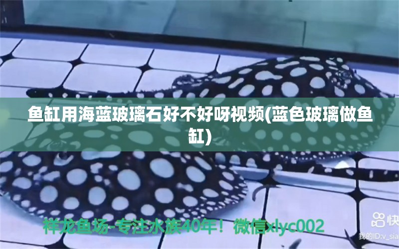 魚缸用海藍玻璃石好不好呀視頻(藍色玻璃做魚缸) 巴西亞魚苗 第1張