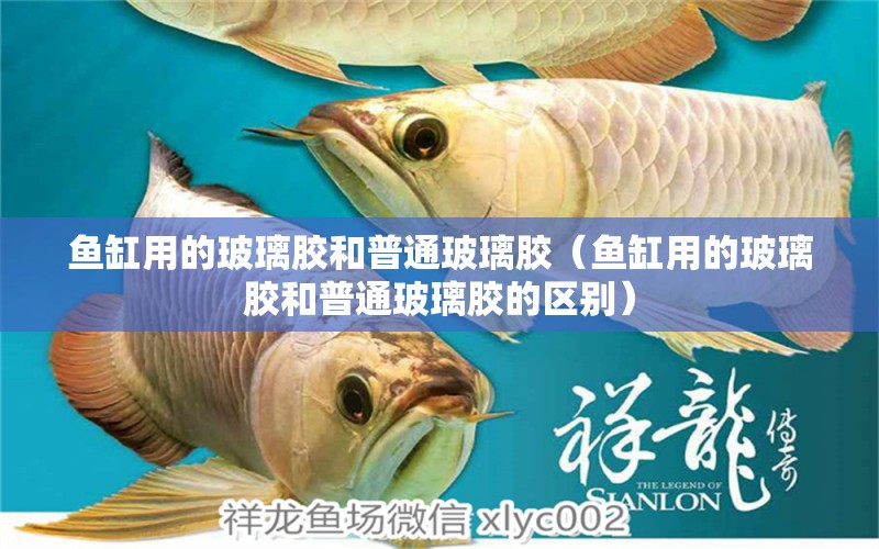 魚(yú)缸用的玻璃膠和普通玻璃膠（魚(yú)缸用的玻璃膠和普通玻璃膠的區(qū)別）