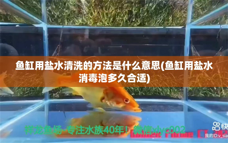 魚缸用鹽水清洗的方法是什么意思(魚缸用鹽水消毒泡多久合適) 朱巴利魚苗 第1張