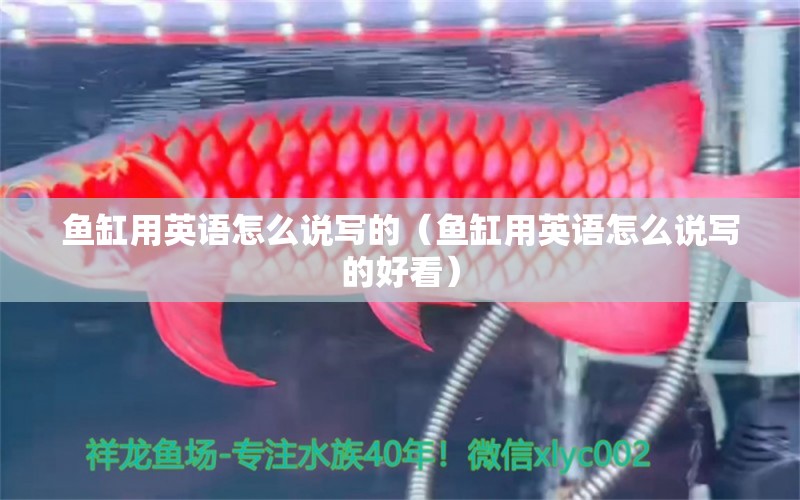 魚缸用英語怎么說寫的（魚缸用英語怎么說寫的好看）