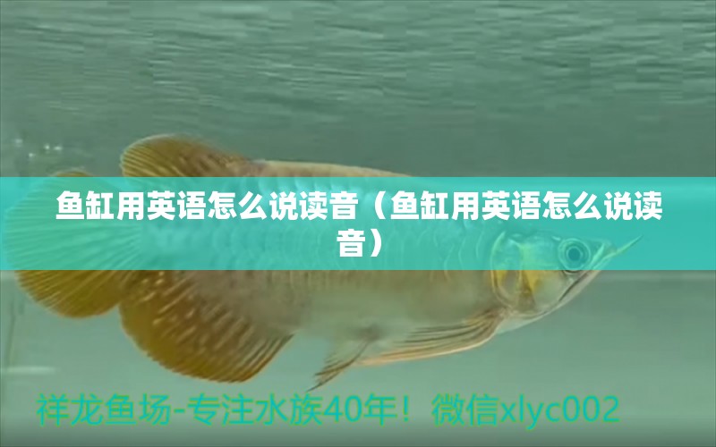 魚缸用英語怎么說讀音（魚缸用英語怎么說讀音）