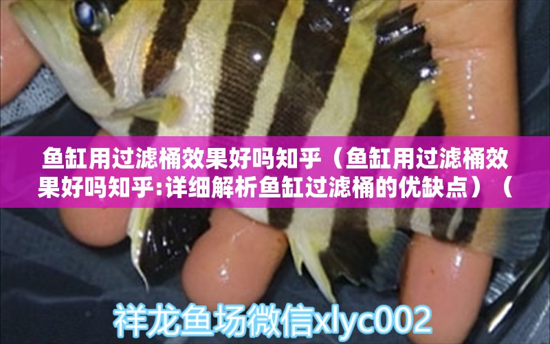 魚(yú)缸用過(guò)濾桶效果好嗎知乎（魚(yú)缸用過(guò)濾桶效果好嗎知乎:詳細(xì)解析魚(yú)缸過(guò)濾桶的優(yōu)缺點(diǎn)）（魚(yú)缸用過(guò)濾桶效果好嗎知乎） 白子球鯊魚(yú)