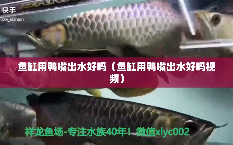 魚(yú)缸用鴨嘴出水好嗎（魚(yú)缸用鴨嘴出水好嗎視頻）