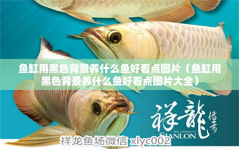 魚(yú)缸用黑色背景養(yǎng)什么魚(yú)好看點(diǎn)圖片（魚(yú)缸用黑色背景養(yǎng)什么魚(yú)好看點(diǎn)圖片大全） 祥龍水族醫(yī)院