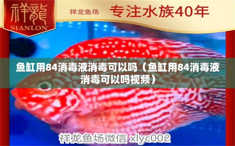 魚缸用84消毒液消毒可以嗎（魚缸用84消毒液消毒可以嗎視頻）