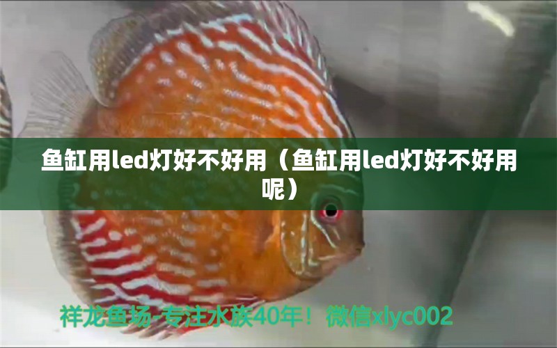 魚缸用led燈好不好用（魚缸用led燈好不好用呢）