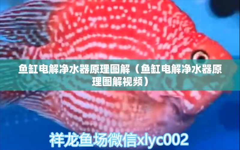 魚缸電解凈水器原理圖解（魚缸電解凈水器原理圖解視頻）