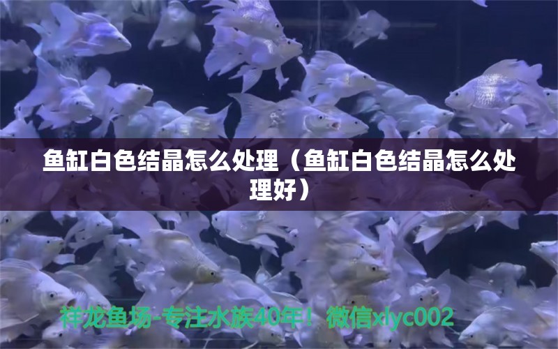 魚(yú)缸白色結(jié)晶怎么處理（魚(yú)缸白色結(jié)晶怎么處理好）