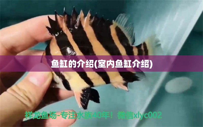 魚缸的介紹(室內(nèi)魚缸介紹) 狗頭魚 第1張