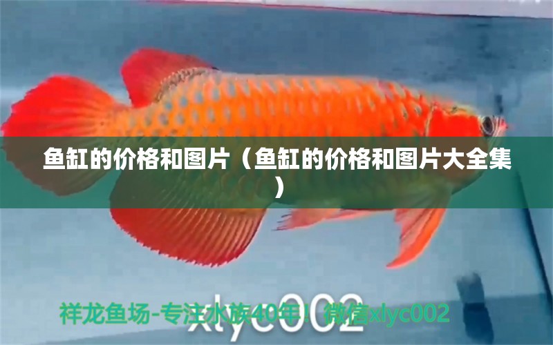 魚缸的價(jià)格和圖片（魚缸的價(jià)格和圖片大全集） 野生地圖魚