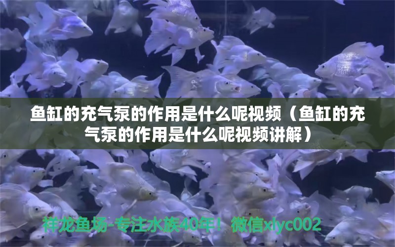 魚缸的充氣泵的作用是什么呢視頻（魚缸的充氣泵的作用是什么呢視頻講解） 祥龍水族醫(yī)院