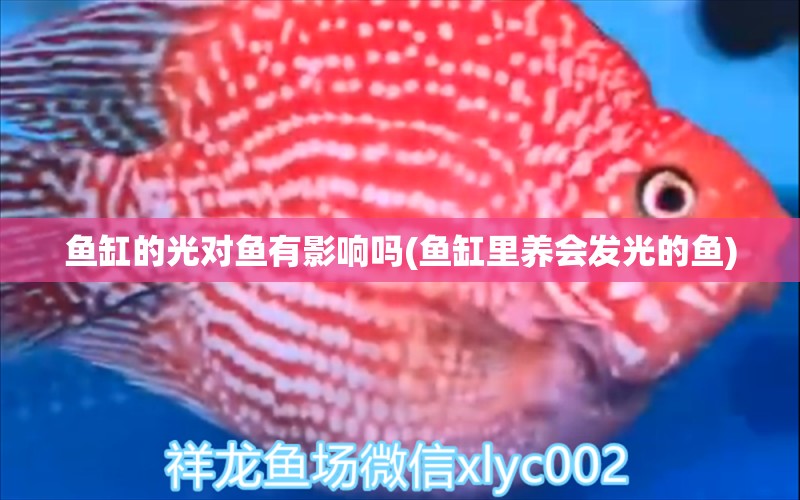 魚缸的光對(duì)魚有影響嗎(魚缸里養(yǎng)會(huì)發(fā)光的魚) 飛鳳魚