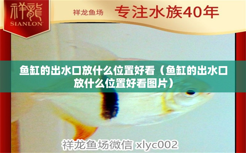 魚缸的出水口放什么位置好看（魚缸的出水口放什么位置好看圖片）