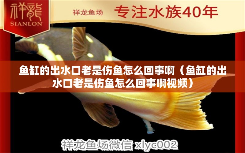 魚缸的出水口老是傷魚怎么回事啊（魚缸的出水口老是傷魚怎么回事啊視頻）