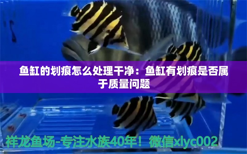 魚缸的劃痕怎么處理干凈：魚缸有劃痕是否屬于質(zhì)量問題