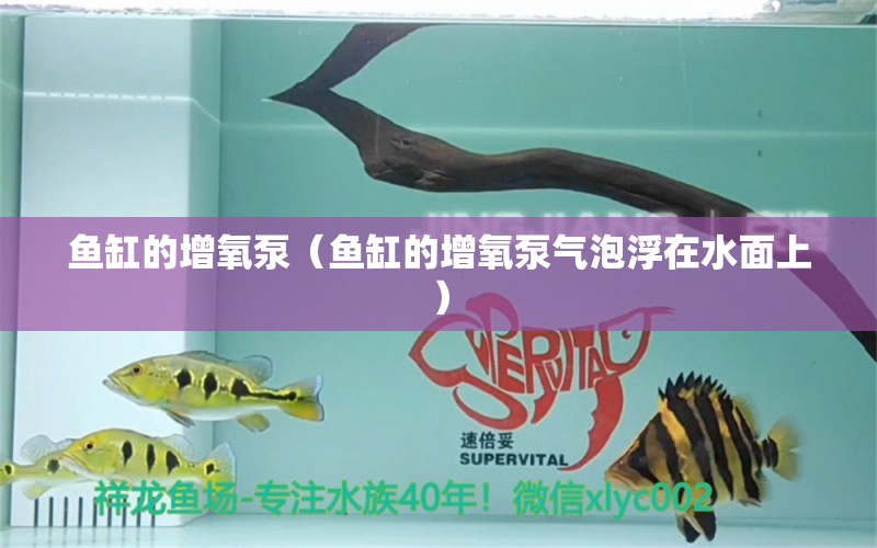 魚缸的增氧泵（魚缸的增氧泵氣泡浮在水面上） 其他品牌魚缸 第1張