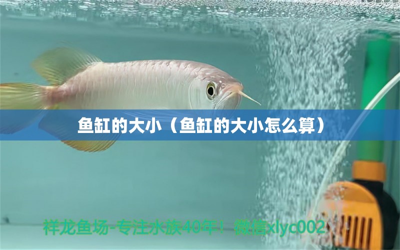 魚缸的大?。~缸的大小怎么算）