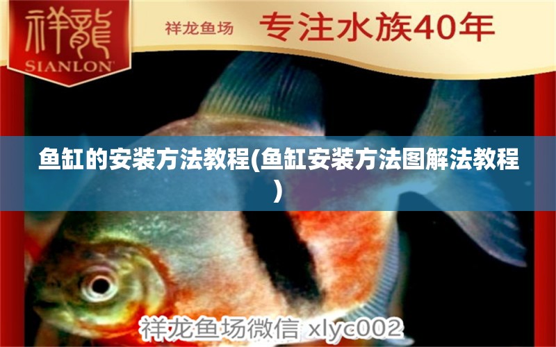 魚缸的安裝方法教程(魚缸安裝方法圖解法教程) 麥肯斯銀版魚