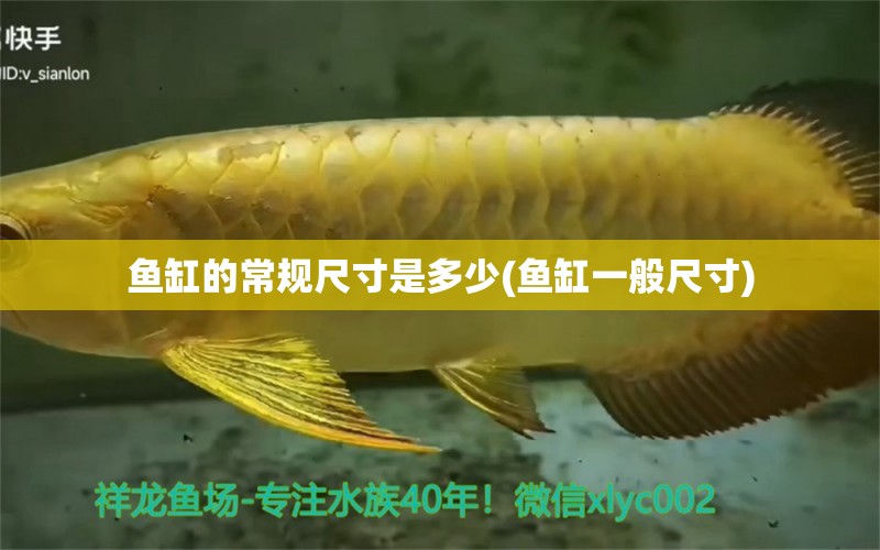 魚(yú)缸的常規(guī)尺寸是多少(魚(yú)缸一般尺寸) 女王大帆魚(yú)