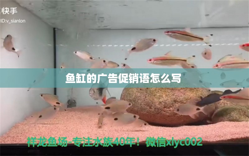 魚缸的廣告促銷語(yǔ)怎么寫 