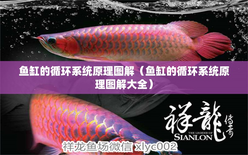 魚(yú)缸的循環(huán)系統(tǒng)原理圖解（魚(yú)缸的循環(huán)系統(tǒng)原理圖解大全）