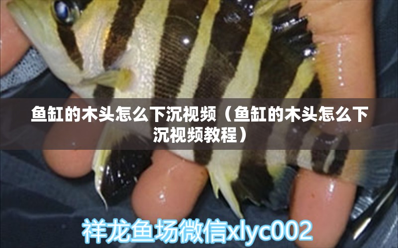 魚缸的木頭怎么下沉視頻（魚缸的木頭怎么下沉視頻教程） 其他品牌魚缸