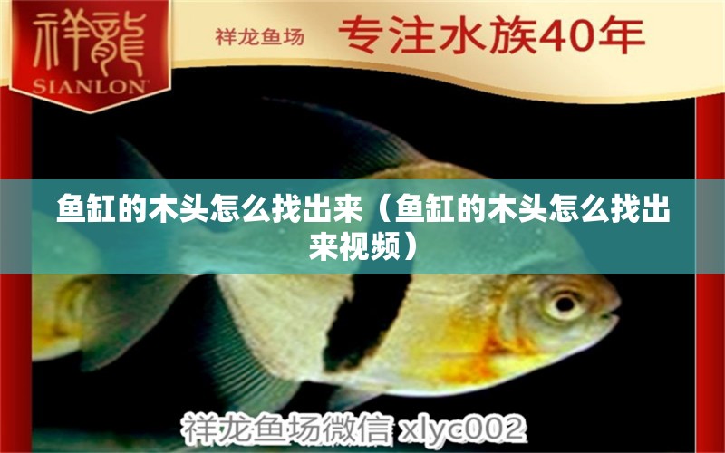 魚缸的木頭怎么找出來（魚缸的木頭怎么找出來視頻） 其他品牌魚缸