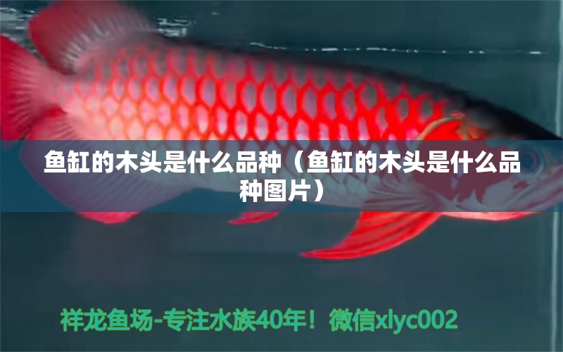 魚缸的木頭是什么品種（魚缸的木頭是什么品種圖片） 廣州龍魚批發(fā)市場