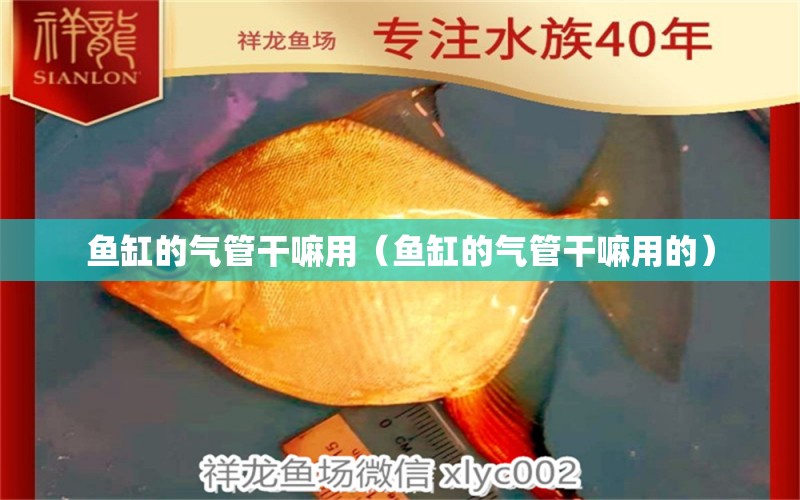 魚缸的氣管干嘛用（魚缸的氣管干嘛用的）