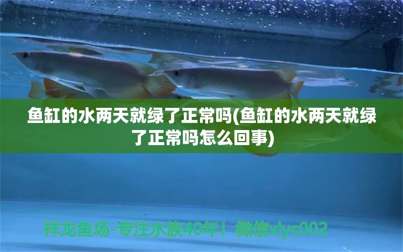 魚缸的水兩天就綠了正常嗎(魚缸的水兩天就綠了正常嗎怎么回事) 眼斑魚