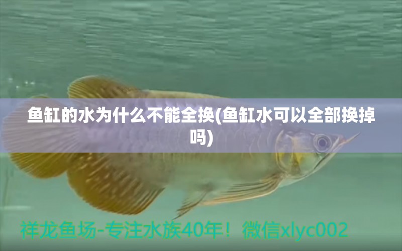 魚(yú)缸的水為什么不能全換(魚(yú)缸水可以全部換掉嗎) 祥龍魚(yú)藥系列 第1張