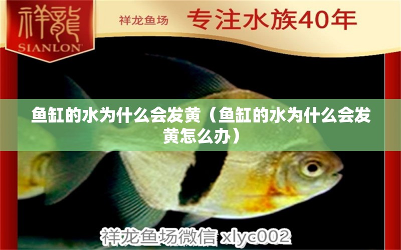 魚(yú)缸的水為什么會(huì)發(fā)黃（魚(yú)缸的水為什么會(huì)發(fā)黃怎么辦）