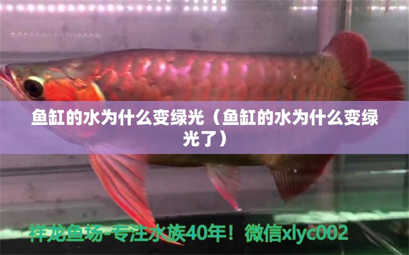 魚缸的水為什么變綠光（魚缸的水為什么變綠光了） 觀賞魚市場（混養(yǎng)魚）