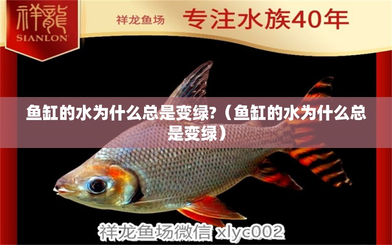 魚缸的水為什么總是變綠?（魚缸的水為什么總是變綠）