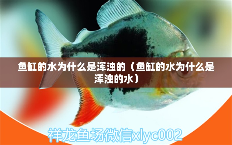 魚(yú)缸的水為什么是渾濁的（魚(yú)缸的水為什么是渾濁的水）