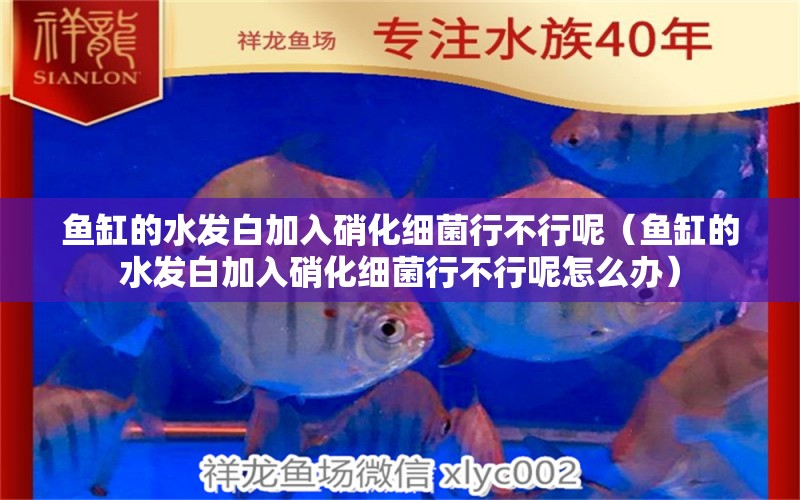 魚(yú)缸的水發(fā)白加入硝化細(xì)菌行不行呢（魚(yú)缸的水發(fā)白加入硝化細(xì)菌行不行呢怎么辦）