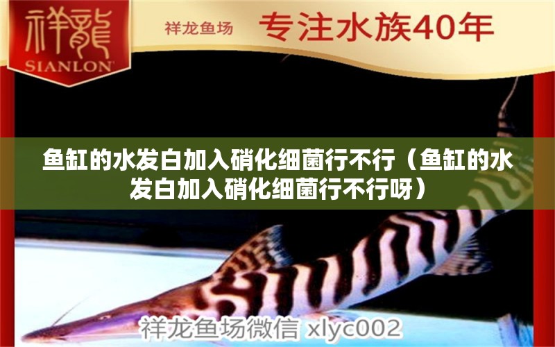 魚(yú)缸的水發(fā)白加入硝化細(xì)菌行不行（魚(yú)缸的水發(fā)白加入硝化細(xì)菌行不行呀）