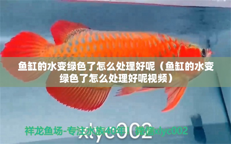 魚(yú)缸的水變綠色了怎么處理好呢（魚(yú)缸的水變綠色了怎么處理好呢視頻） 祥龍水族醫(yī)院