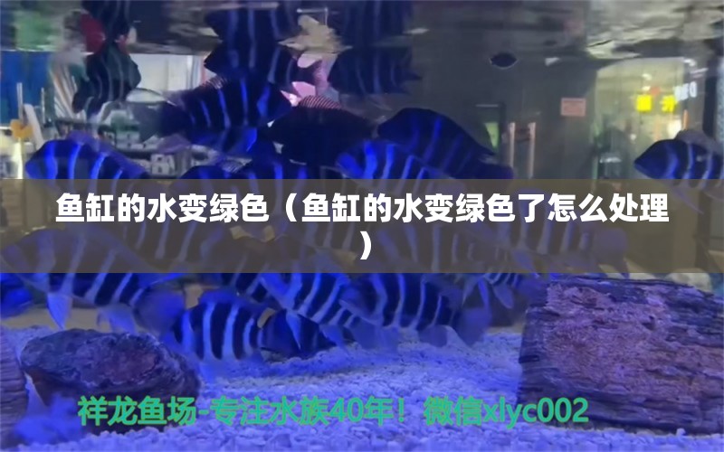 魚缸的水變綠色（魚缸的水變綠色了怎么處理） 白寫錦鯉魚