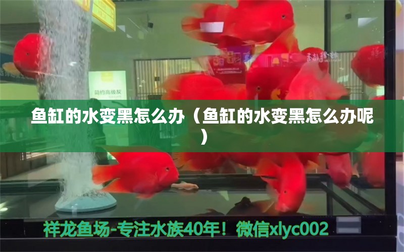 魚缸的水變黑怎么辦（魚缸的水變黑怎么辦呢） 祥龍水族醫(yī)院