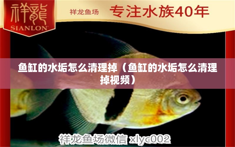 魚缸的水垢怎么清理掉（魚缸的水垢怎么清理掉視頻） 三間鼠魚苗