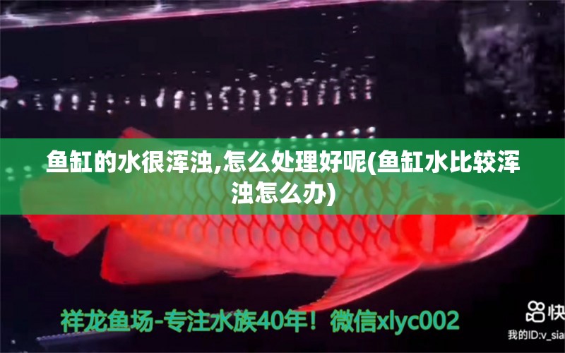 魚缸的水很渾濁,怎么處理好呢(魚缸水比較渾濁怎么辦)