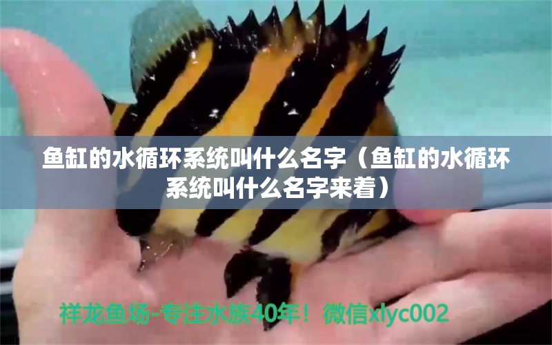 魚(yú)缸的水循環(huán)系統(tǒng)叫什么名字（魚(yú)缸的水循環(huán)系統(tǒng)叫什么名字來(lái)著） 其他品牌魚(yú)缸