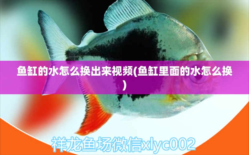 魚缸的水怎么換出來視頻(魚缸里面的水怎么換) 廣州祥龍國際水族貿(mào)易 第1張